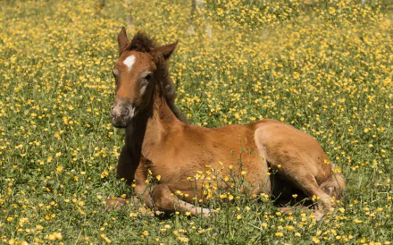foal Animal horse HD Desktop Wallpaper | Background Image