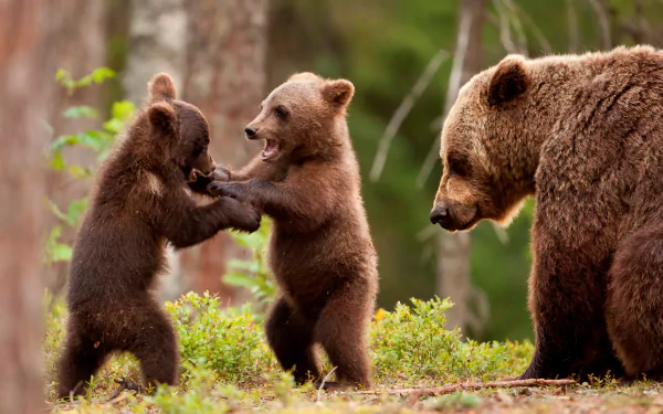 Playful bear cubs interact energetically in a vibrant forest setting with an adult bear nearby, captured in stunning 4K Ultra HD for a detailed PC desktop wallpaper.