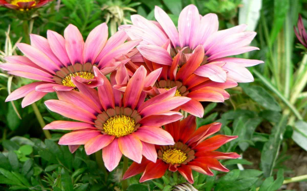 pink flower flower nature gazania HD Desktop Wallpaper | Background Image