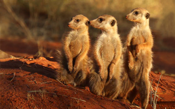 Animal — three meerkats stand alert on red soil at sunset; 2K Quad HD PC desktop wallpaper and background.