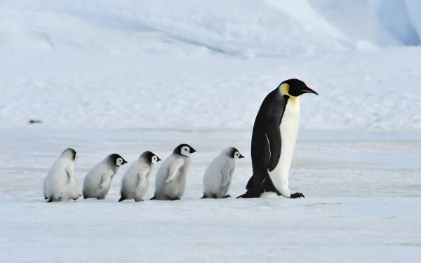 chick baby animal Animal penguin HD Desktop Wallpaper | Background Image