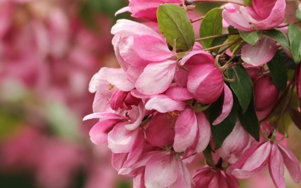 Nature Flower Flowers Pink Flower HD Wallpaper | Background Image