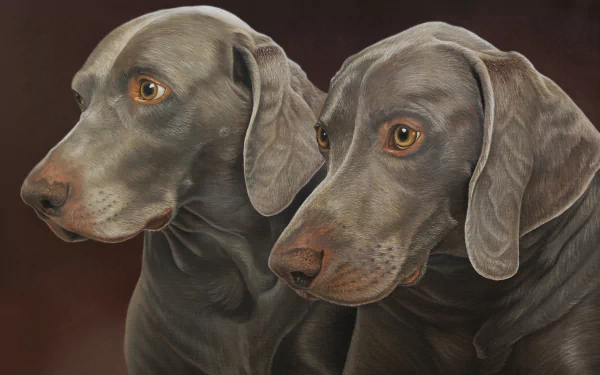 HD desktop wallpaper painting of two Weimaraner dogs with expressive eyes, capturing the detailed features and sleek gray coats of this animal breed.