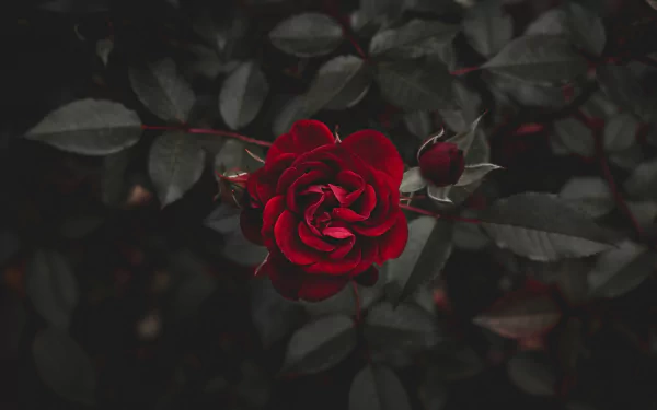 A vivid red rose in full bloom with surrounding buds and dark green leaves, captured in stunning 4K Ultra HD detail for a nature-themed desktop wallpaper.