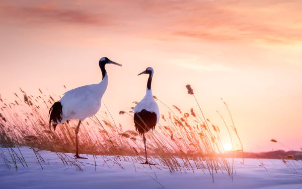 bird Animal Red-crowned Crane Crane (bird) HD Desktop Wallpaper | Background Image