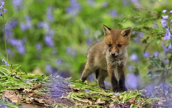Animal Fox Baby Animal Cub HD Wallpaper | Background Image