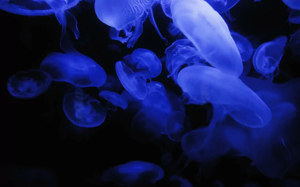 sea life Animal jellyfish HD Desktop Wallpaper | Background Image