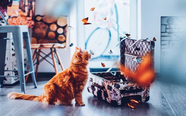 butterfly suitcase Animal cat HD Desktop Wallpaper | Background Image