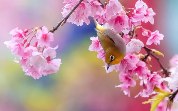 pink flower blossom Animal White-eye HD Desktop Wallpaper | Background Image