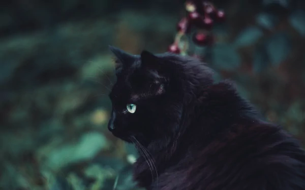  Cute black cat