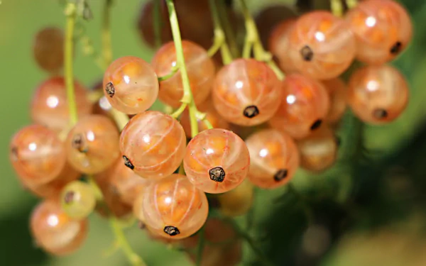  Spring Berries