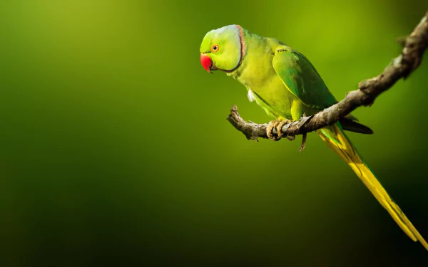 Rose-ringed parakeet perched on a branch against a vibrant green background, captured in high definition as a PC desktop wallpaper and background.