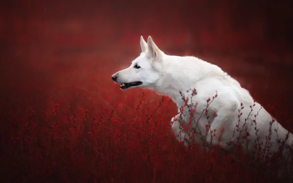 HD desktop wallpaper featuring a white Swiss Shepherd dog running through a field with red foliage, highlighting the contrast between the animal and its vivid background.