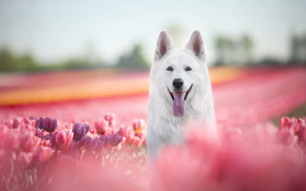 flower tulip depth of field dog Animal swiss shepherd HD Desktop Wallpaper | Background Image