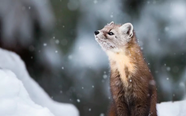 snowfall Animal marten HD Desktop Wallpaper | Background Image