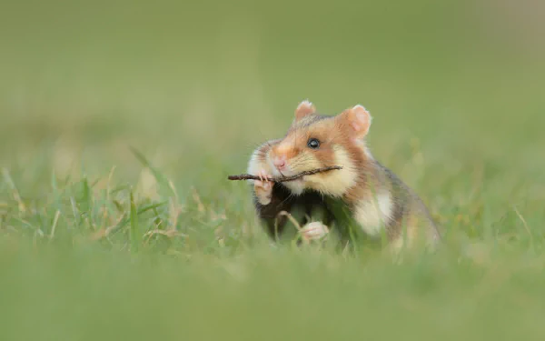 Animal hamster HD Desktop Wallpaper | Background Image