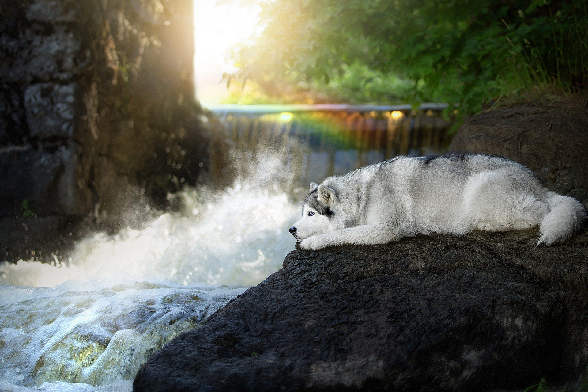 Animal Siberian Husky HD Wallpaper | Background Image