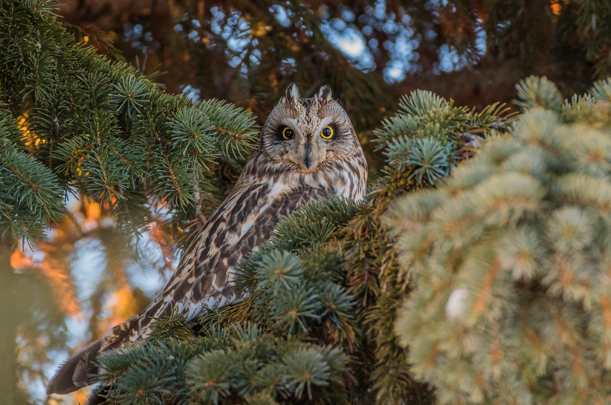 Animal Owl HD Wallpaper