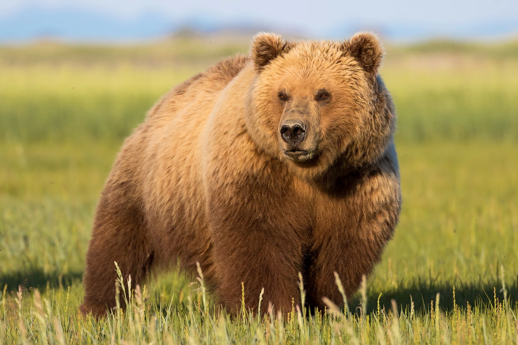 Download Animal Bear HD Wallpaper