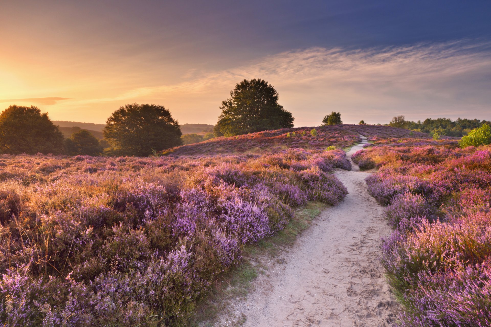 A winding path through blooming heather on Lüneburg Heath at sunset, showcasing vibrant purple flowers and serene natural beauty in HD clarity.