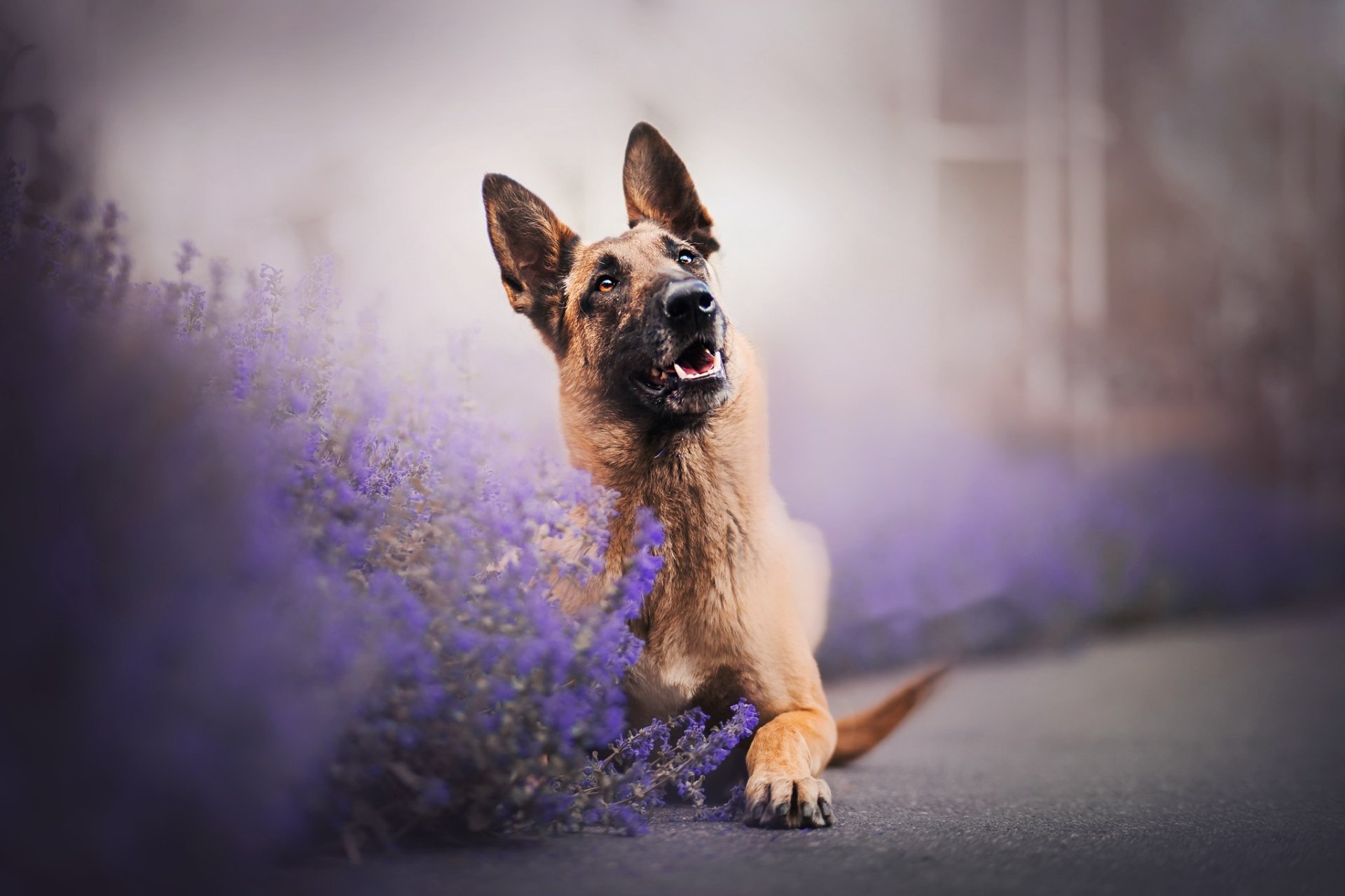 Download Purple Flower Flower Dog Animal German Shepherd HD Wallpaper