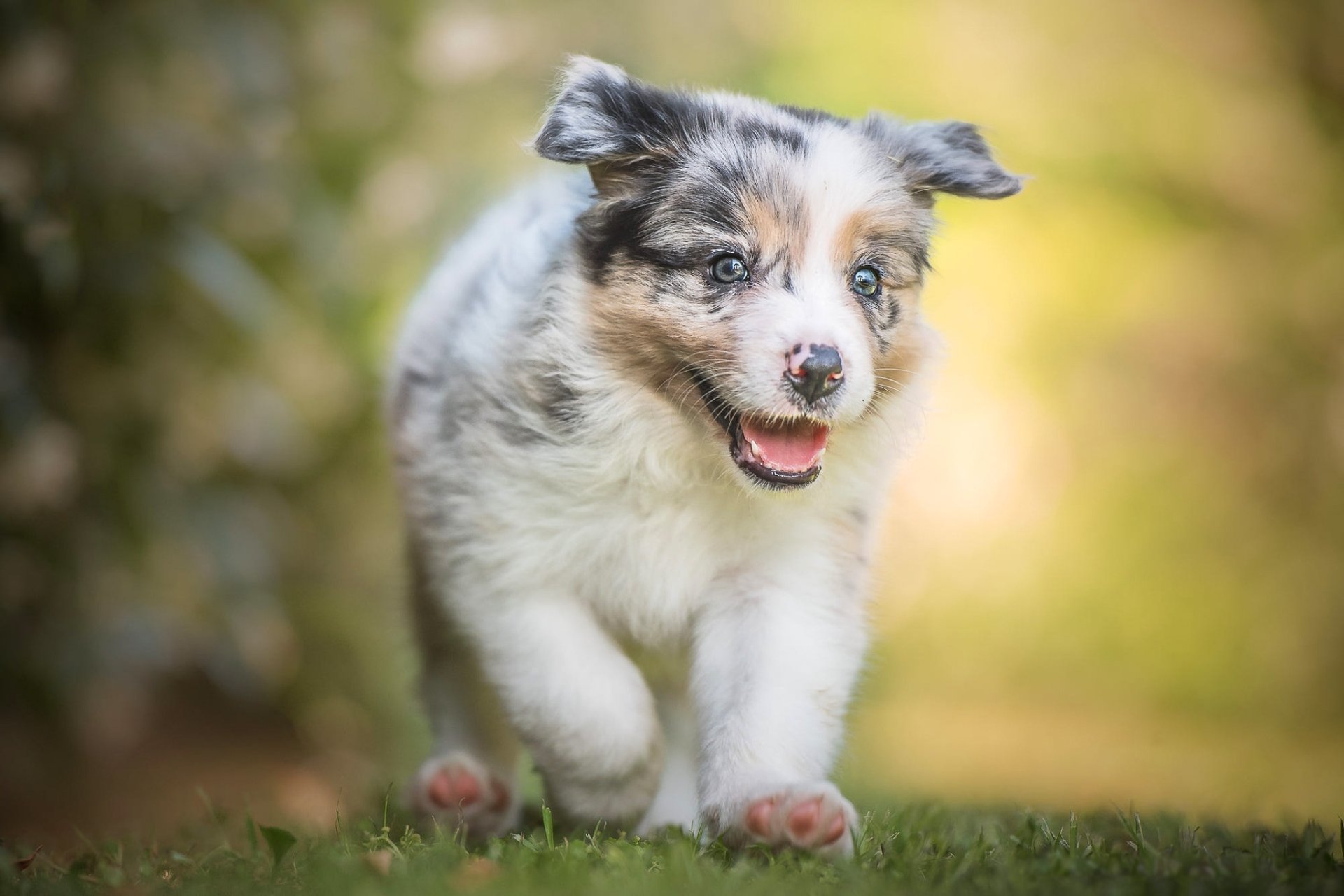 Australian Shepherd HD Wallpaper