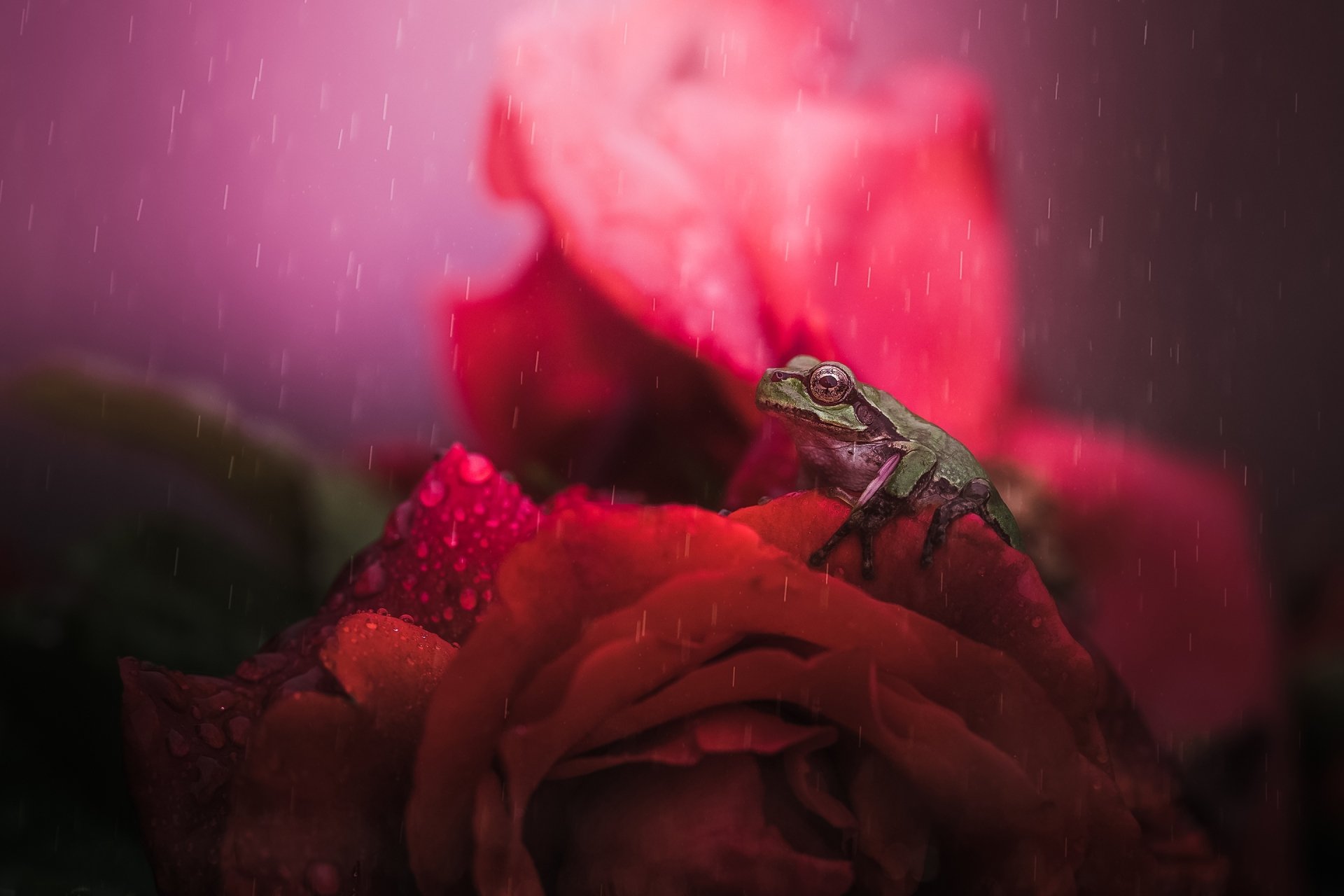 Download Amphibian Red Flower Macro Water Drop Flower Animal Frog HD Wallpaper