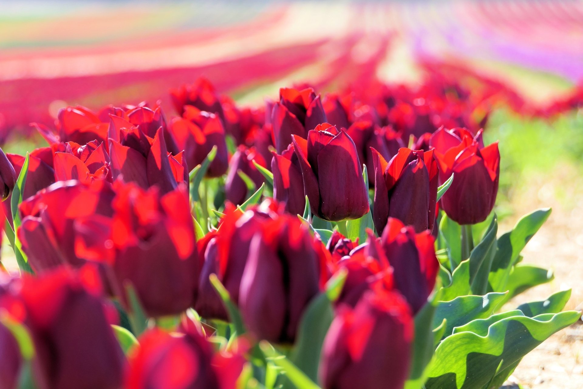 Download Red Flower Flower Nature Tulip HD Wallpaper | 2048x1365 ...