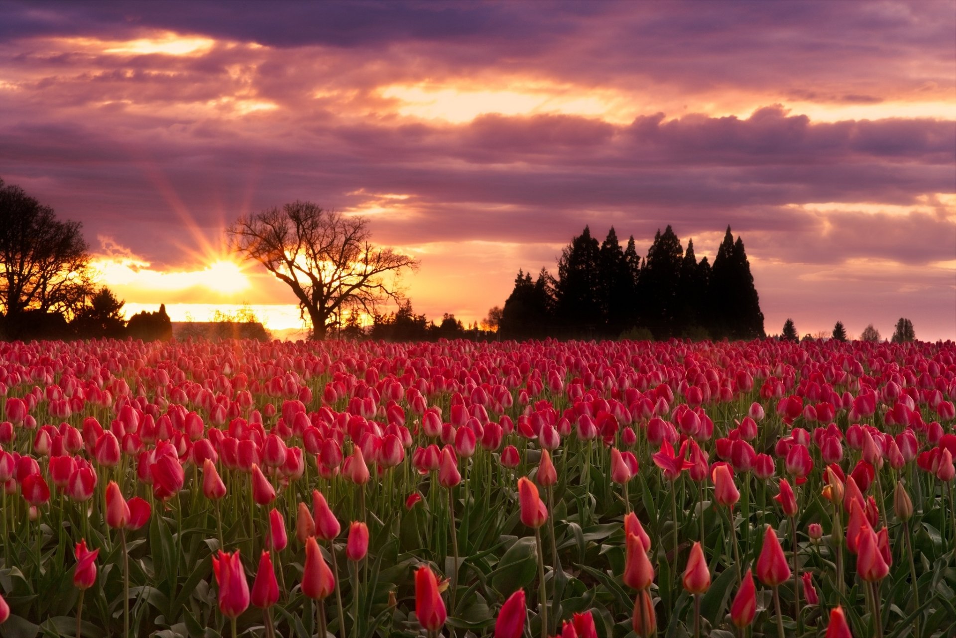 Download Pink Flower Nature Flower Sunset Tulip HD Wallpaper ...
