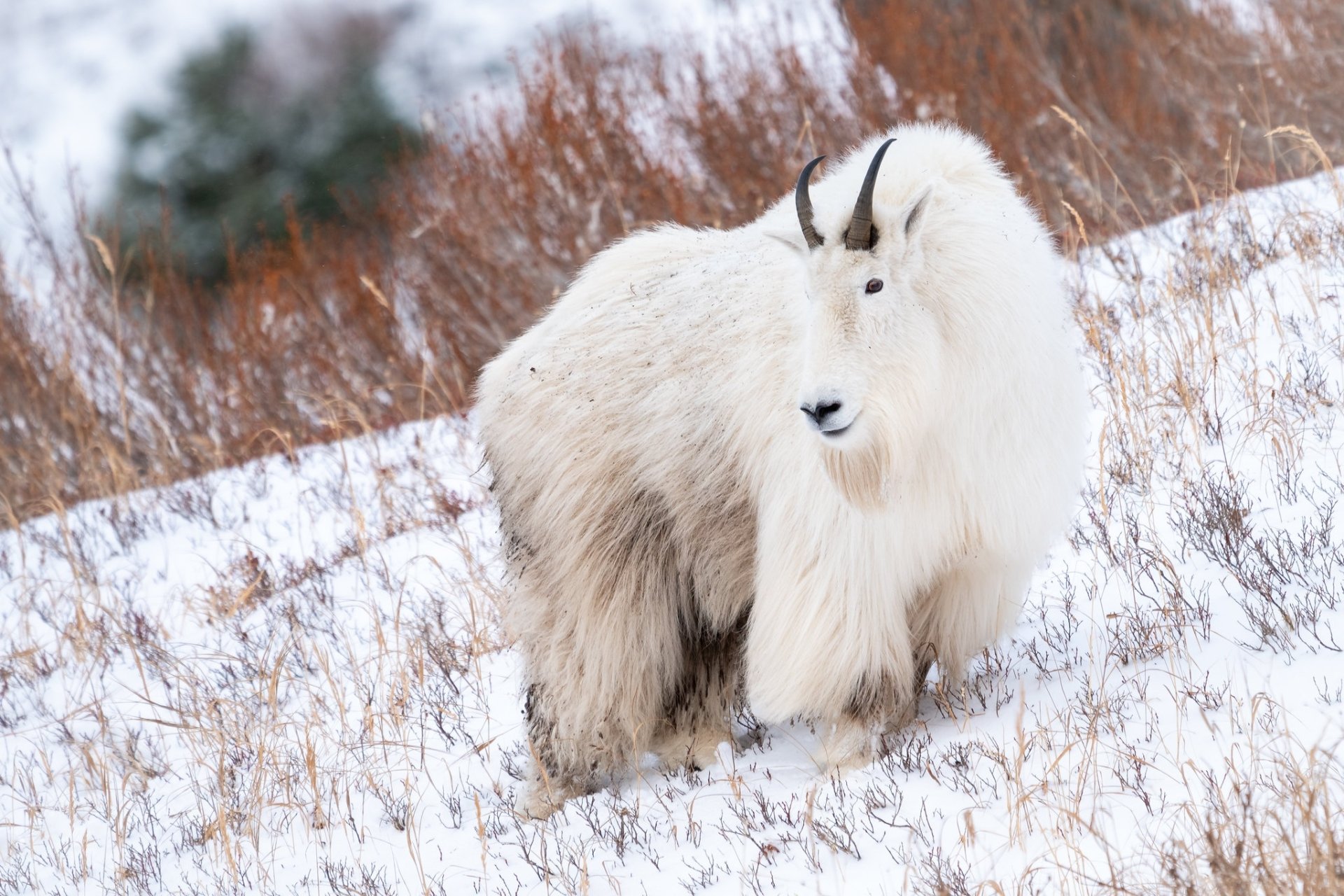 Download Goat Snow Winter Animal Mountain Goat HD Wallpaper