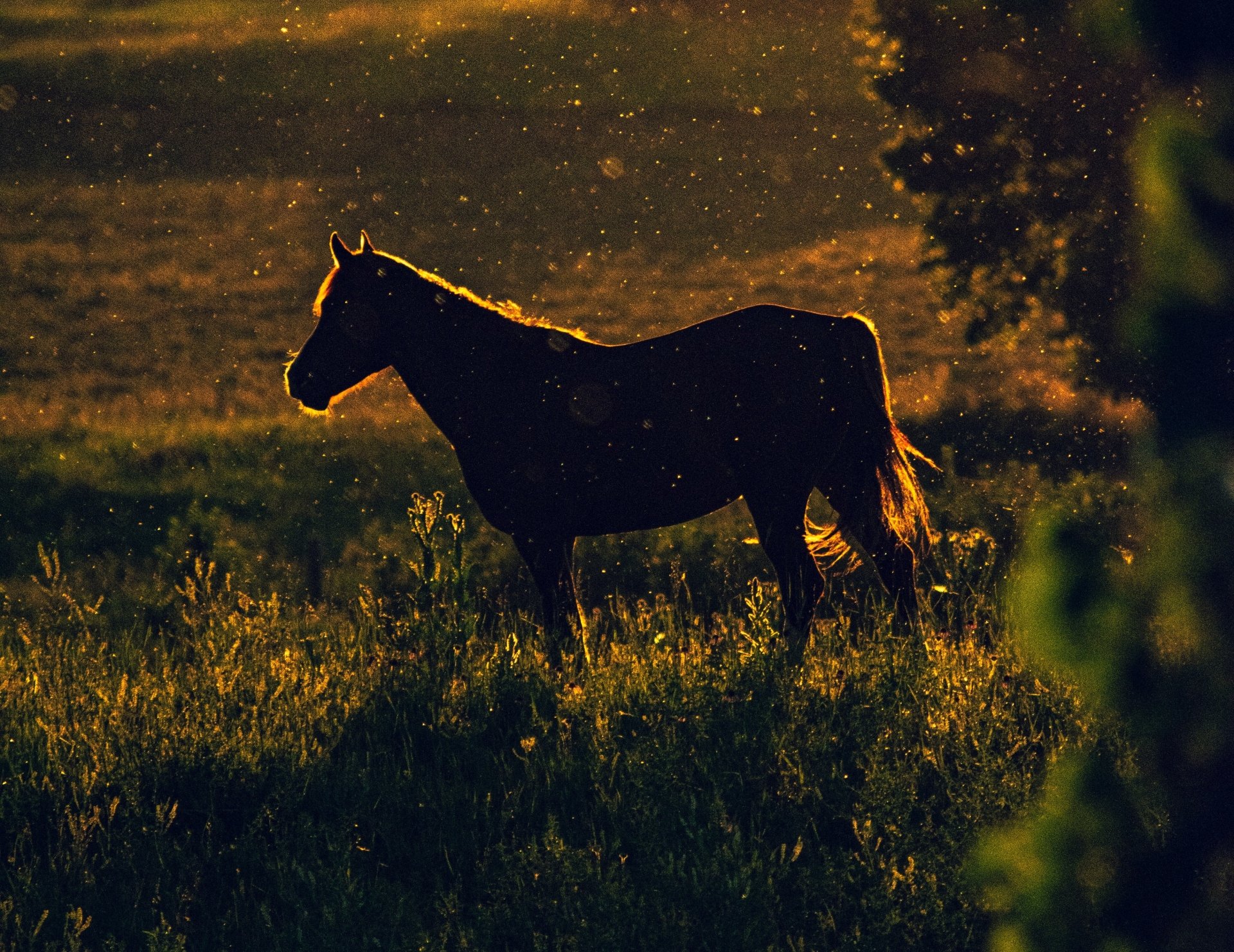 Animal Horse 4k Ultra HD Wallpaper by Jon Sailer