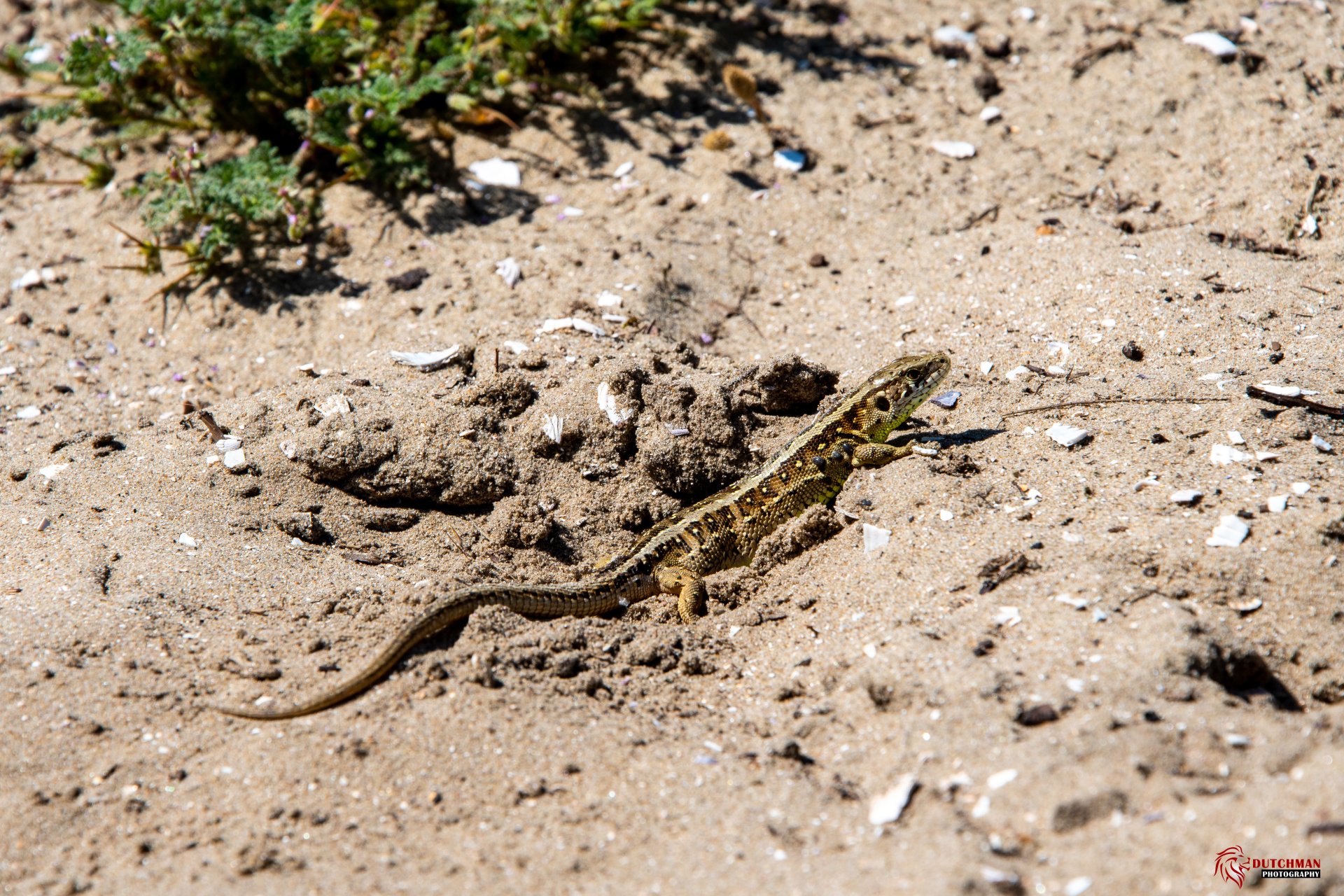 Download Animal Lizard 4k Ultra HD Wallpaper by CrashingDutchman