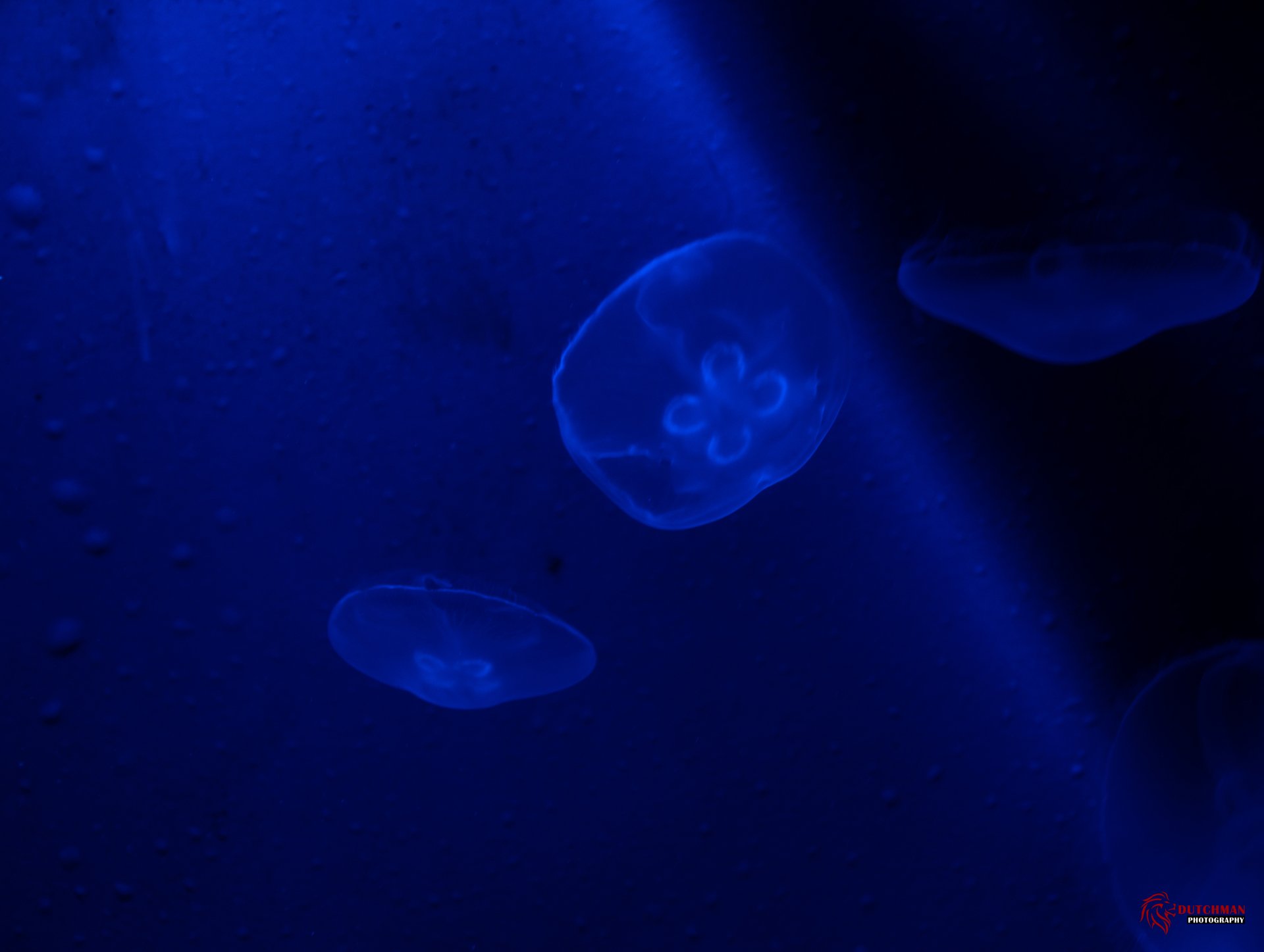 Download Animal Jellyfish 4k Ultra HD Wallpaper by CrashingDutchman