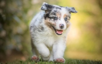 Australian Shepherd Pfp