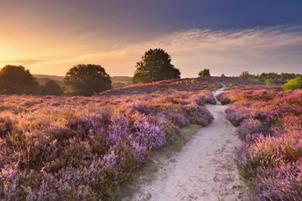 A winding path through blooming heather on Lüneburg Heath at sunset, showcasing vibrant purple flowers and serene natural beauty in HD clarity.