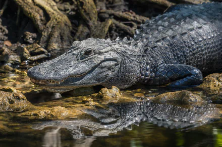 Animal alligator HD Desktop Wallpaper | Background Image