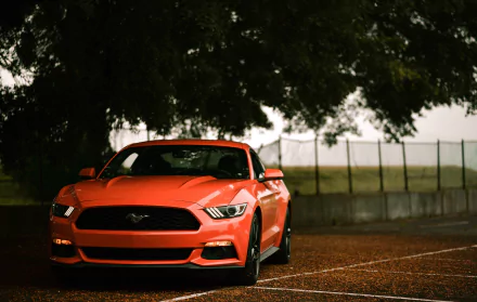 muscle car car Ford vehicle Ford Mustang HD Desktop Wallpaper | Background Image