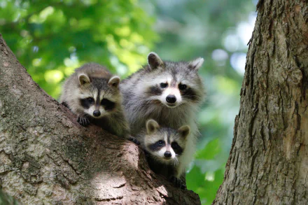 A charming 4K Ultra HD PC desktop wallpaper featuring three raccoons perched on a tree branch against a lush, green forest backdrop.