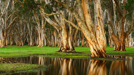  Centennial Park, Australia by Anton Gorlin