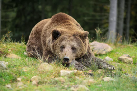 grizzly Animal grizzly bear HD Desktop Wallpaper | Background Image
