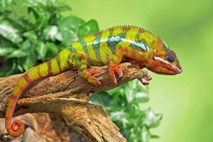 Colorful chameleon lizard perched on a branch, vibrant reptile with green and orange patterns against a soft green bokeh — HD PC desktop wallpaper background.