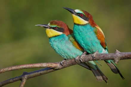 Two vibrant European bee-eater birds perched on a branch, captured in HD for a stunning PC desktop wallpaper background.