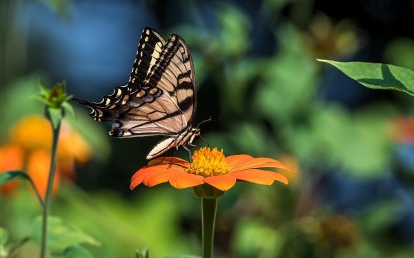 Animal Butterfly Insects Flower Macro Insect HD Wallpaper | Background Image