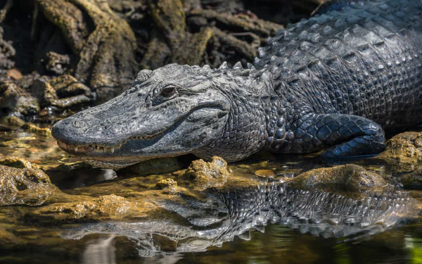A detailed HD PC desktop wallpaper featuring a close-up of an alligator resting near the water, with its reflection visible on the surface.