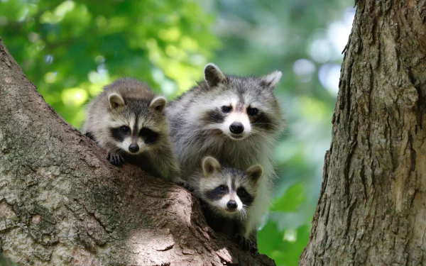 A charming 4K Ultra HD PC desktop wallpaper featuring three raccoons perched on a tree branch against a lush, green forest backdrop.