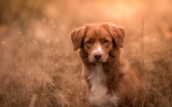 dog Animal nova scotia duck tolling retriever HD Desktop Wallpaper | Background Image