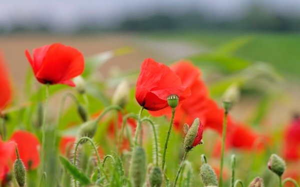 Earth Poppy Flowers Summer Flower Red Flower Close-Up HD Wallpaper | Background Image