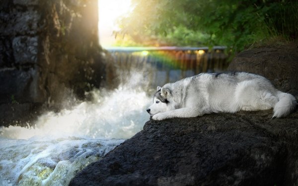 Animal Siberian Husky Dogs Dog HD Wallpaper | Background Image