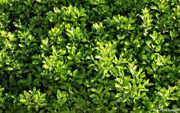 Earth Plant Hedge Greenery Leaf HD Wallpaper | Background Image
