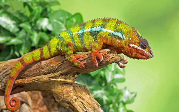Colorful chameleon lizard perched on a branch, vibrant reptile with green and orange patterns against a soft green bokeh — HD PC desktop wallpaper background.